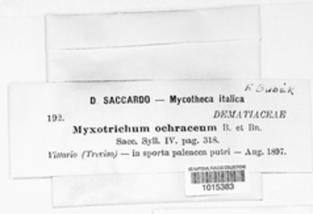Myxotrichum ochraceum image